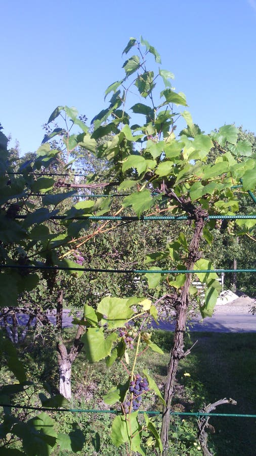 Blue sky. Gray road. Green grape - big leaves and branches and violet fruit. Trees. Blue sky. Gray road. Green grape - big leaves and branches and violet fruit royalty free stock photo Blue sky. Gray road. Green grape - big leaves and branches and violet fruit. Trees. Blue sky. Gray road. Green grape - big leaves and branches and violet fruit royalty free stock photo