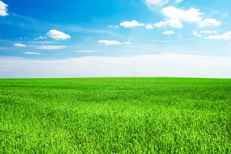 Blauer himmel a aus grünes gras.