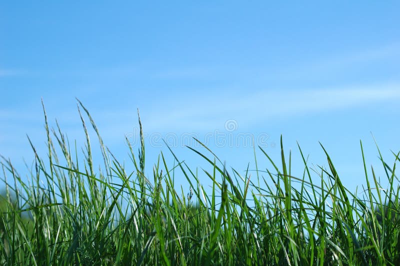 Blue sky and green grass