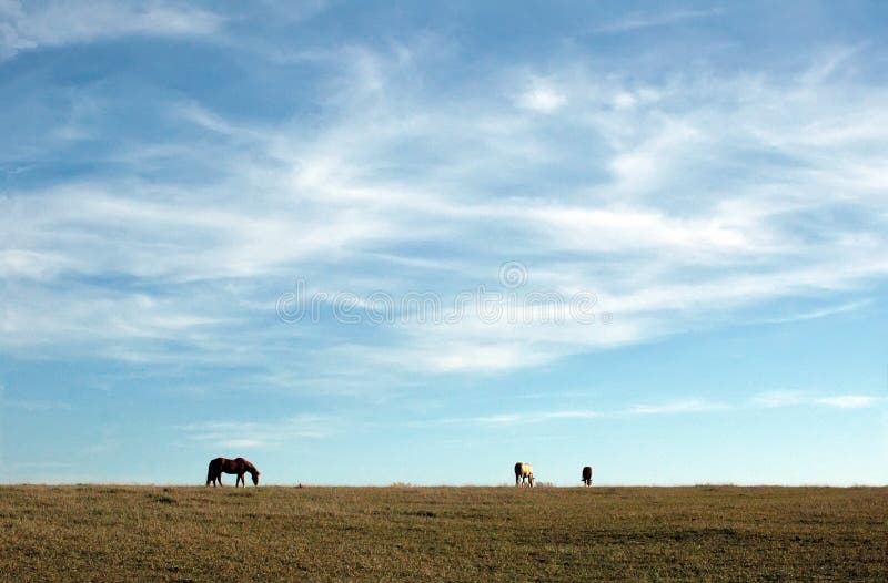 Blue sky and horses stock image. Image of clouds, country 3555903
