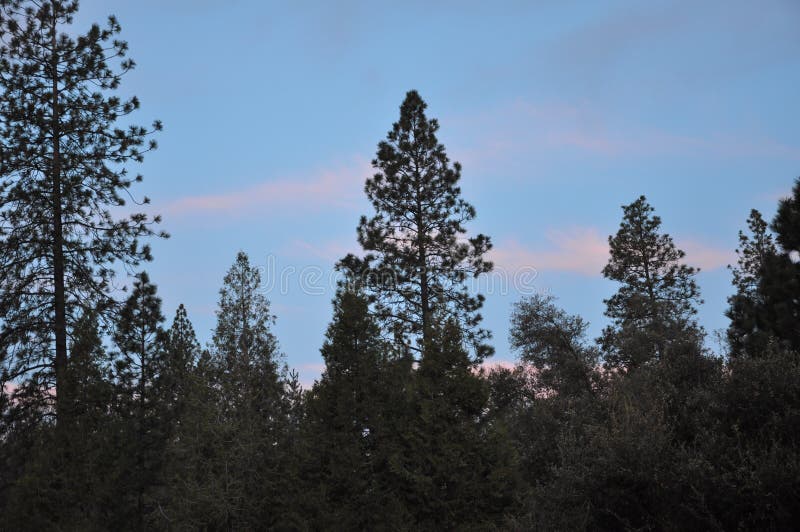Blue Sky through the Pine Trees Stock Photo Image of scenic