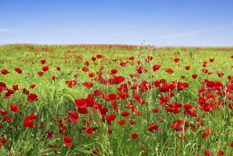 Blue sky and red poppies