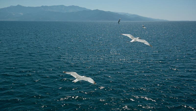 Blue sky, sea and flaying seagulls