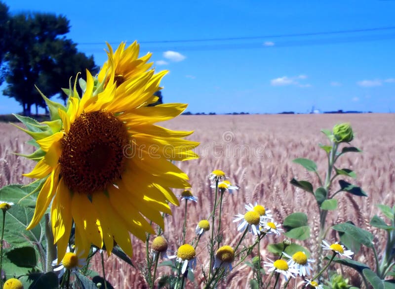 Blue sky, sunflower and wheat fields royalty free stock image Blue sky, sunflower and wheat fields royalty free stock image