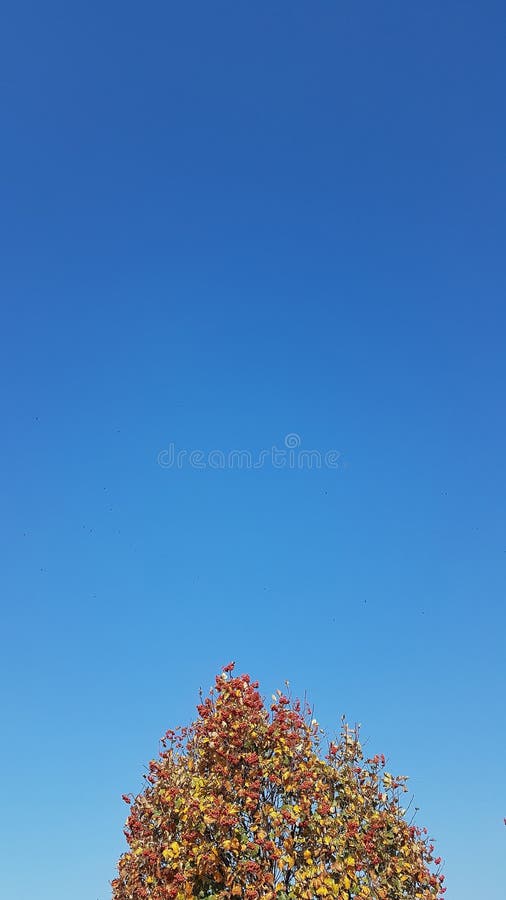 Blue sky with the top of rowan tree with red and orange leaves. Autumn background royalty free stock image Blue sky with the top of rowan tree with red and orange leaves. Autumn background royalty free stock image