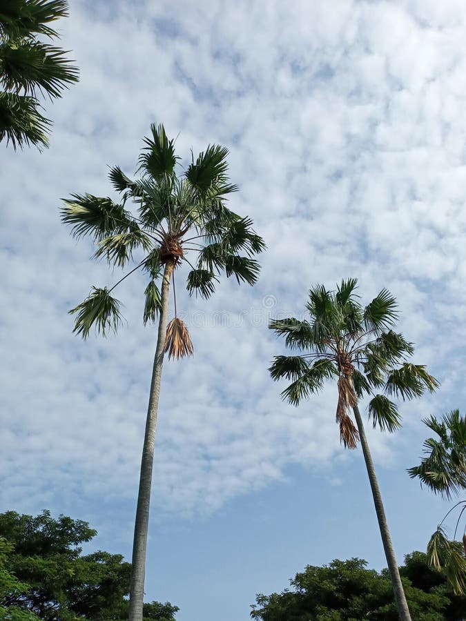Blue sky and white cloud background with plam trees. royalty free stock photography