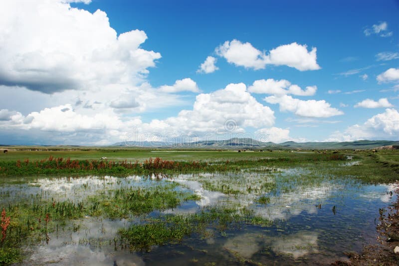 Blue sky white clouds and wetlands