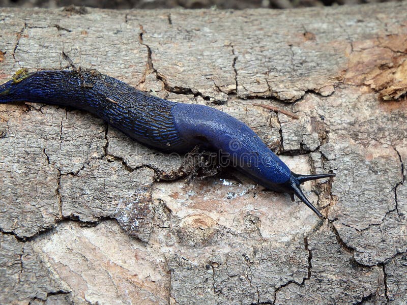 Blue slug in the woods