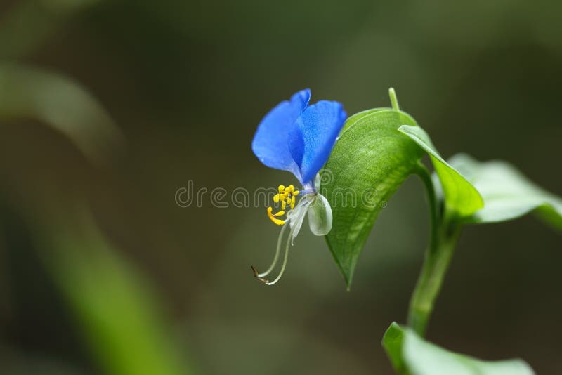 Blue small flower stock photo Blue small flower stock photo
