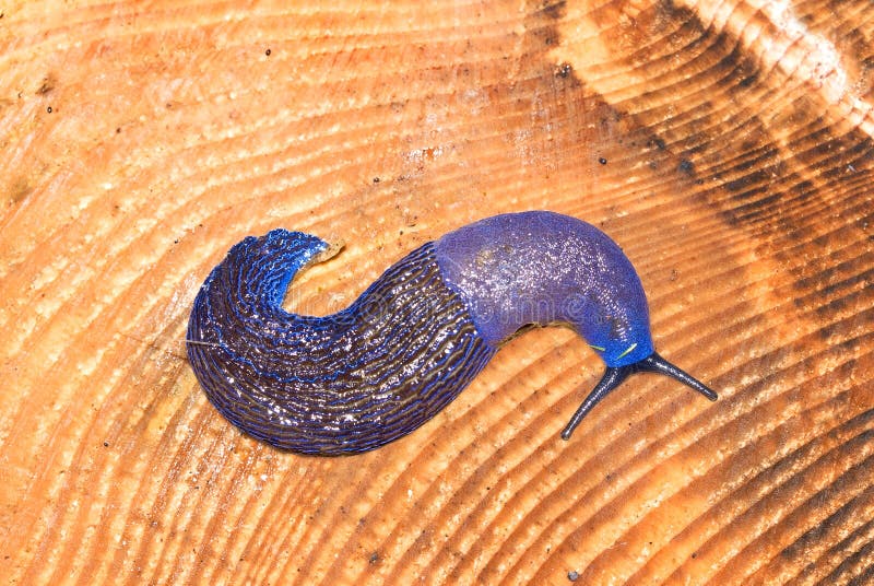 Blue snail stock photo. Image of background, animal, close 12761246