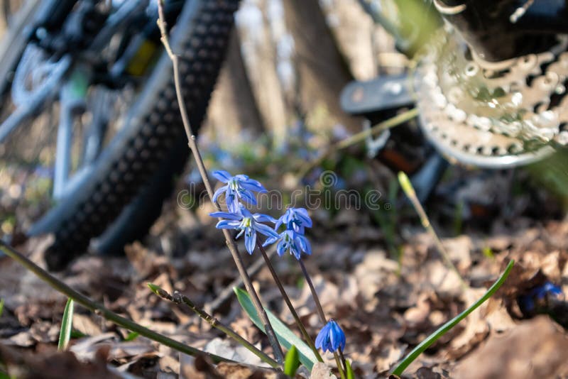 Blue snowdrops blossom spring flowers bicycle ride