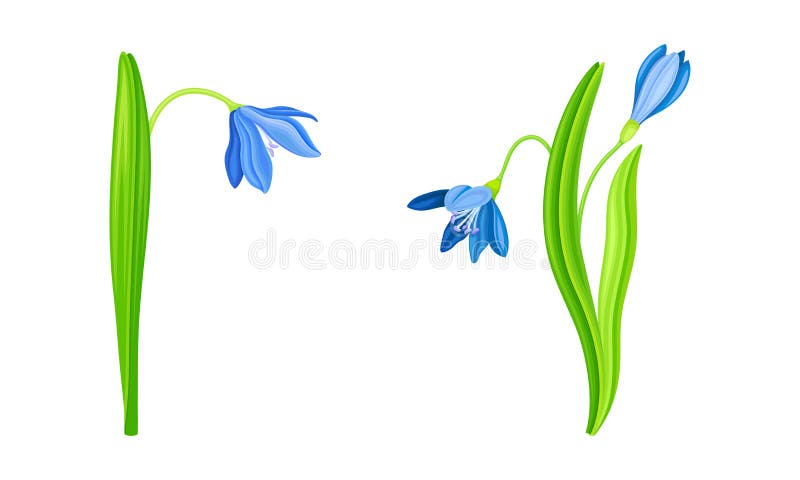 Blue snowdrops set. Beautiful first spring blooming flower vector illustration vector illustration
