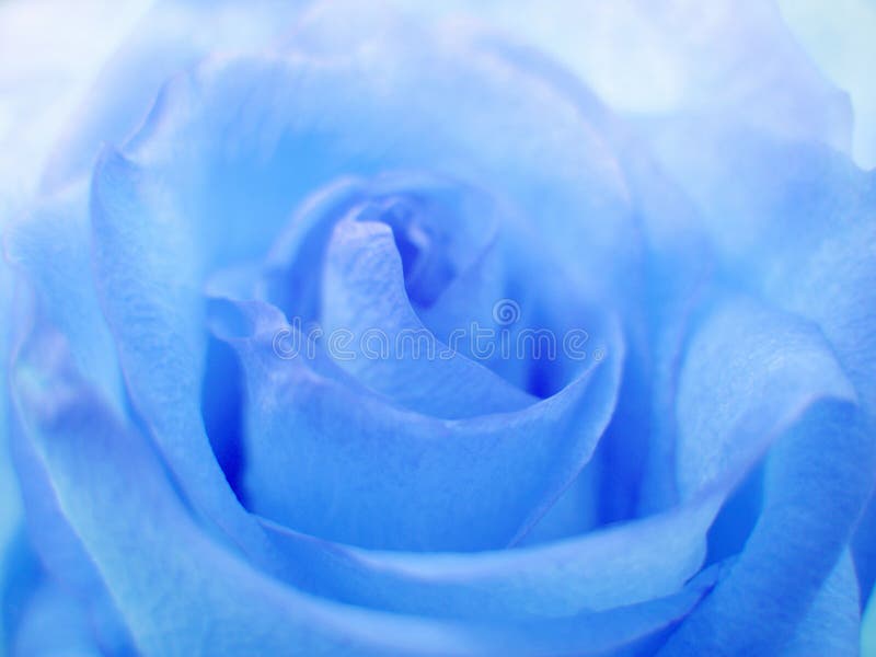 Blue soft rose