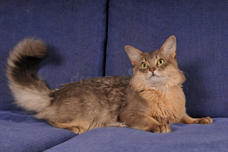Blue somali cat portrait