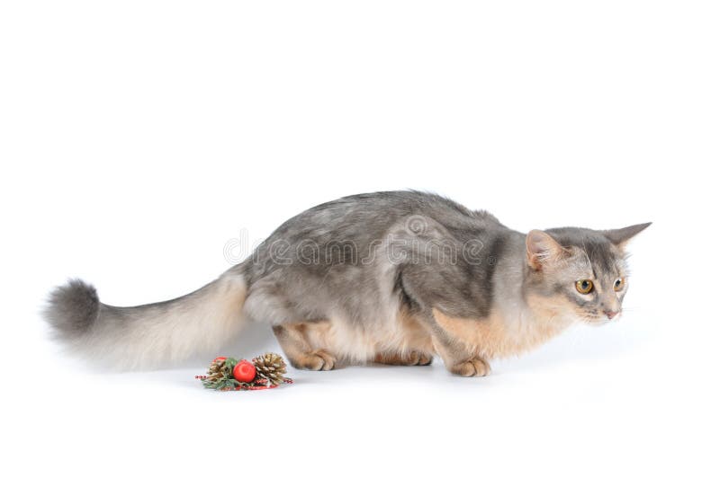 Blue somali cat portrait on white background