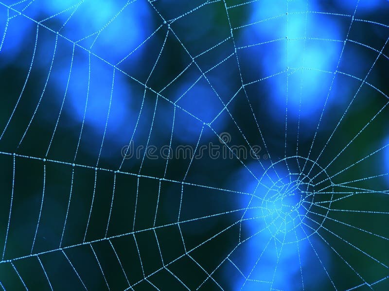 Blue spider web. – a background Blue spider web. – a background