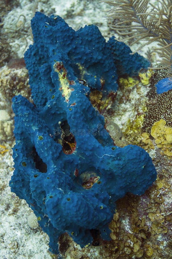Haliclona Encrusting Blue Sponge Stock Image Image of diver, tropical