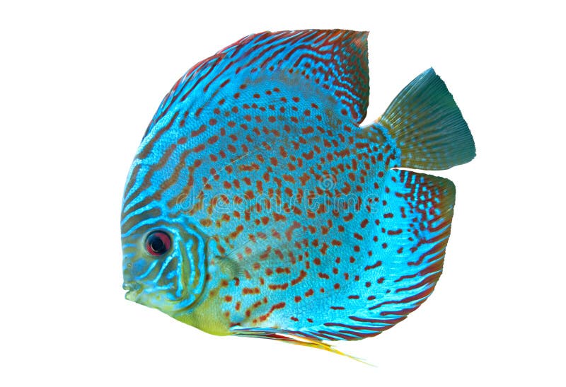 Blue spotted fish Discus royalty free stock photo