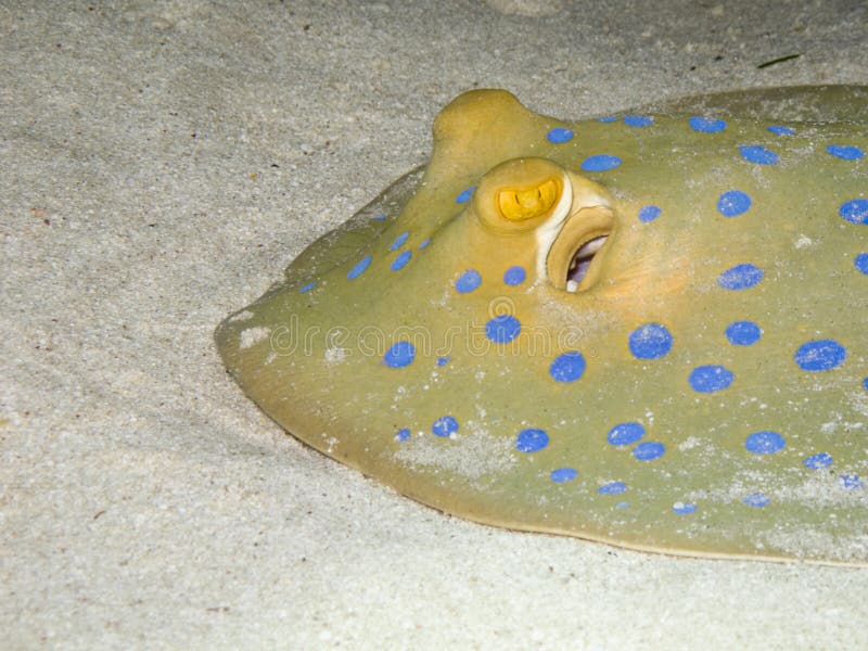 Blue-spotted ribbontail ray at the sea bottom royalty free stock photos Blue-spotted ribbontail ray at the sea bottom royalty free stock photos