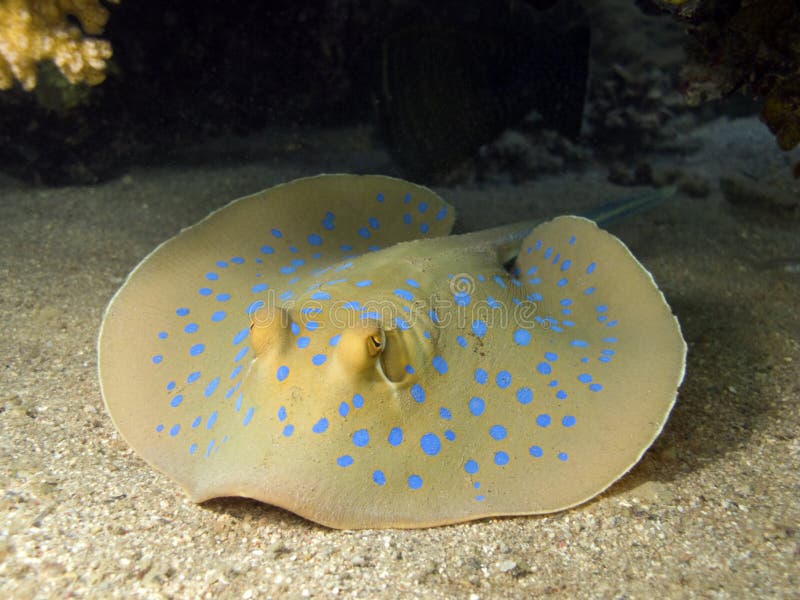 A Blue spotted stingray in red sea, hidden under coral reef