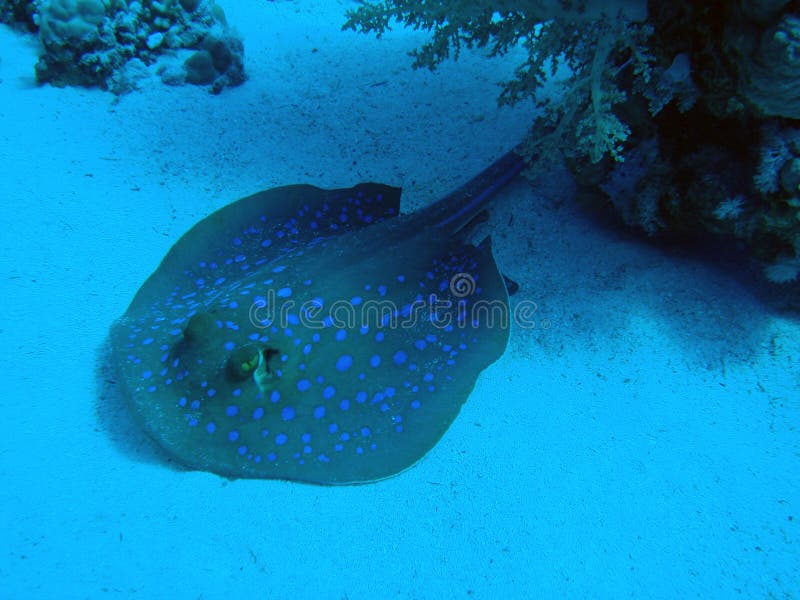 Blue Spotted Stingray