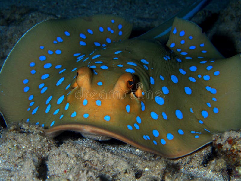 Blue spotted stingray Hurghada Red Sea at night. Blue spotted stingray Hurghada Red Sea at night