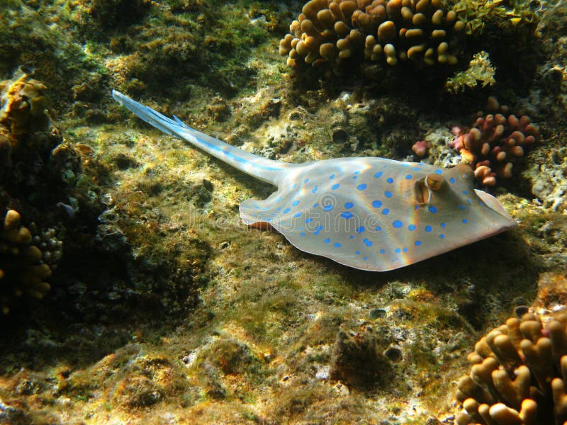 Blue-spotted stingray and coral reef in Red sea. Blue-spotted stingray and coral reef in Red sea