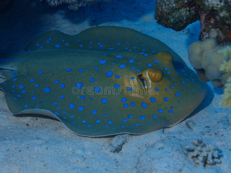 Blue spotted stingray resting on the bottom of the sea.