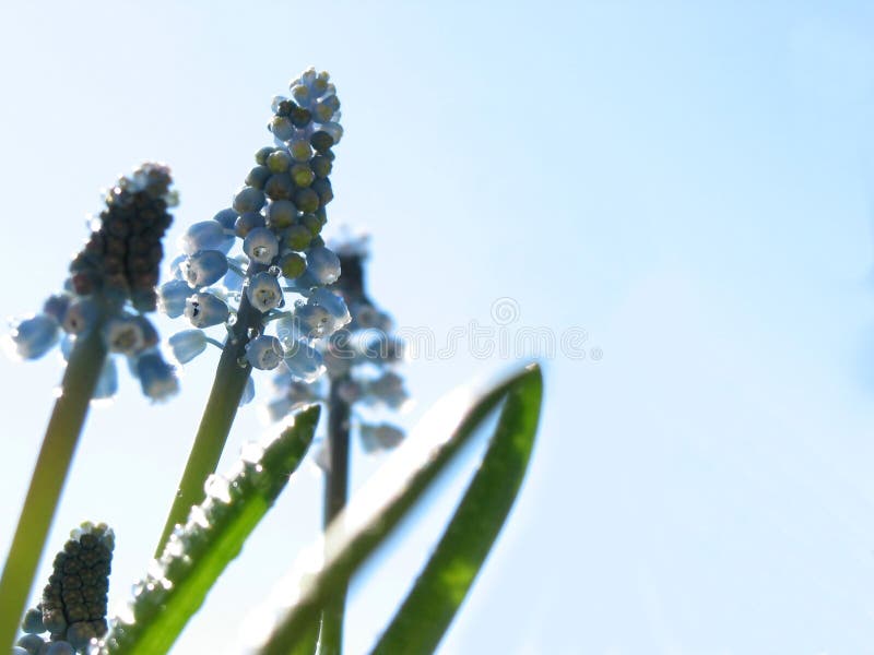 Macro of spring blue flowers (muscari) on the background of bright blue sky. Macro of spring blue flowers (muscari) on the background of bright blue sky