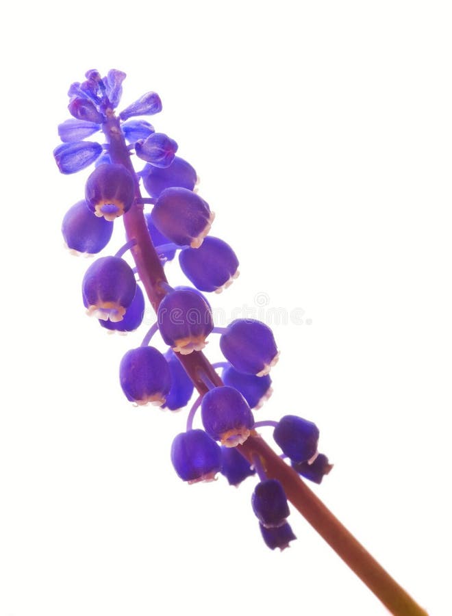 Blue spring flower royalty free stock image