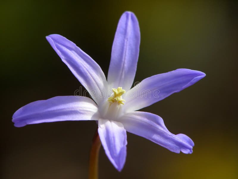 Blue spring flower royalty free stock photography