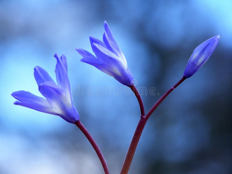 Blue spring flower royalty free stock photos