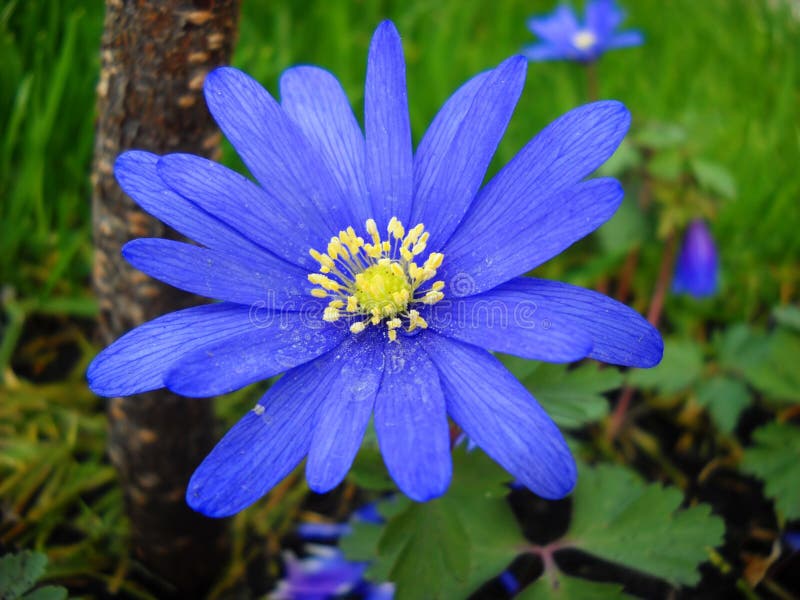 Blue spring flower Anemona royalty free stock photo