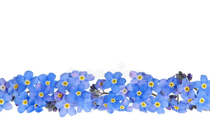 Blue spring flower border