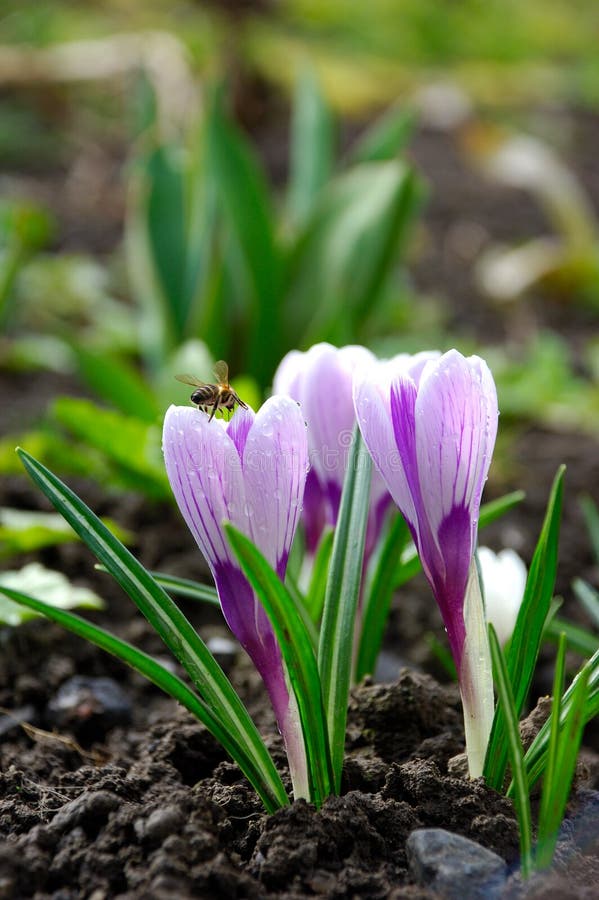 Blue spring flower Crocus Iridaceae close-up royalty free stock photos