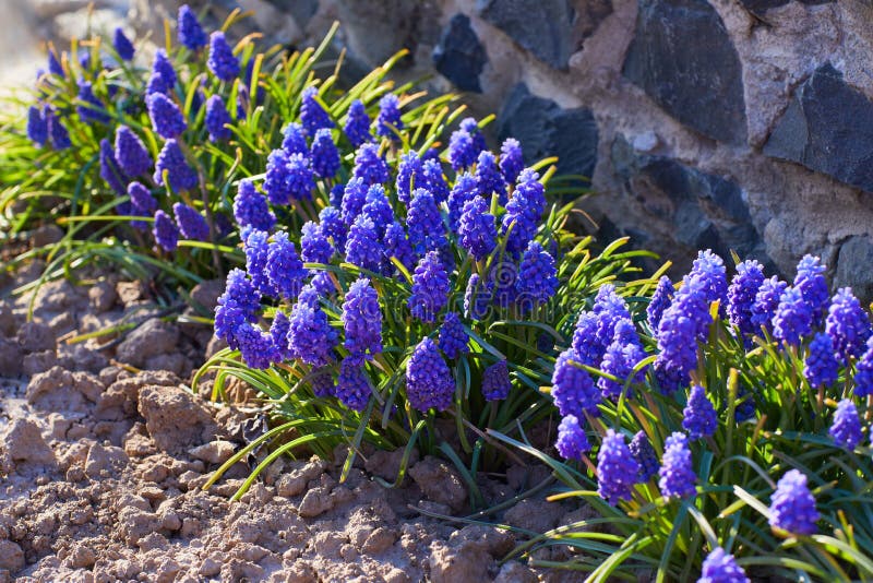 TÌNH YÊU CÂY CỎ ĐV 5 - Page 86 Blue-spring-flower-grape-hyacinth-muscari-racemosum-selective-focus-180085593