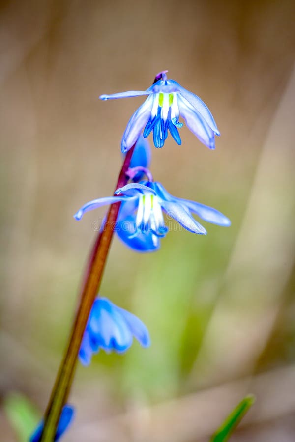 Blue spring flowers stock images