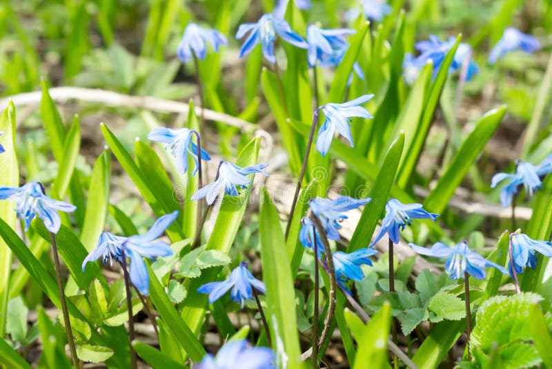 Blue spring flowers Scylla stock image. Image of beautiful - 146074995