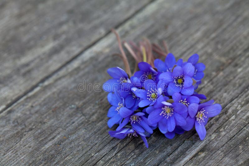 Blue spring flowers on table stock photo