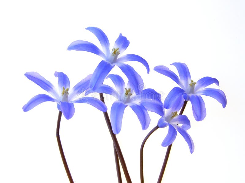 Blue spring scilla stock photo
