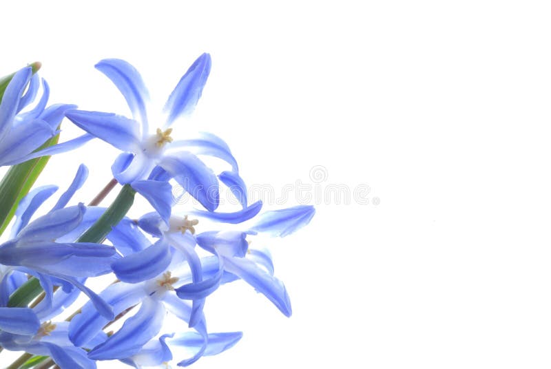 Blue spring scilla royalty free stock photos