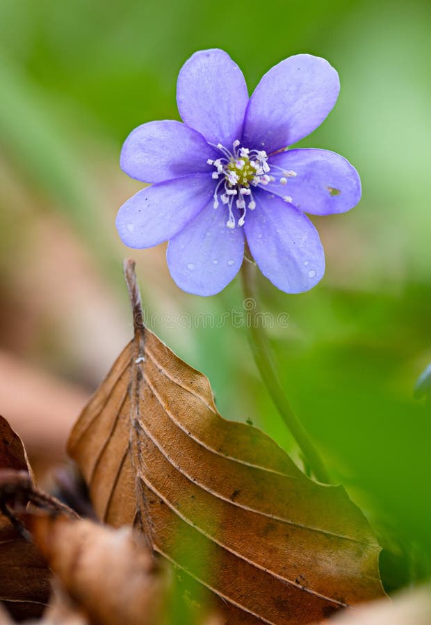 Modrá jarní divoké květiny, Hepatica nobilis v nedotčené lesní Slovinsko.