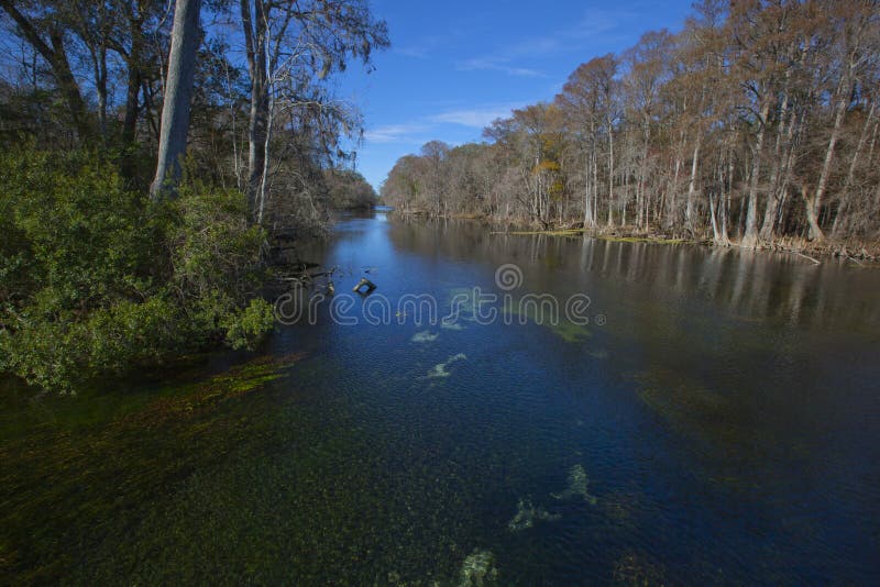 Blue Springs Park Santa Fe River Junction Stock Photo Image of