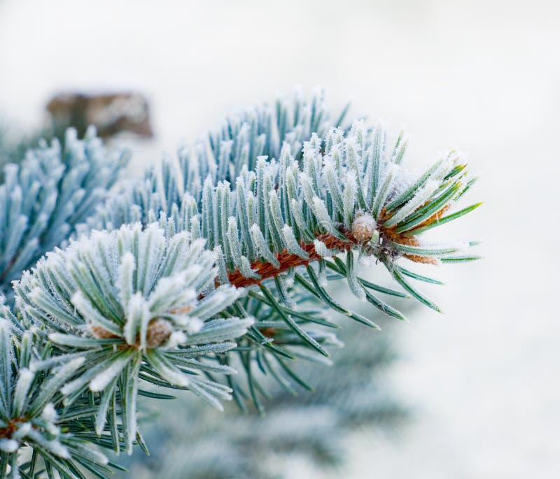 Blue spruce