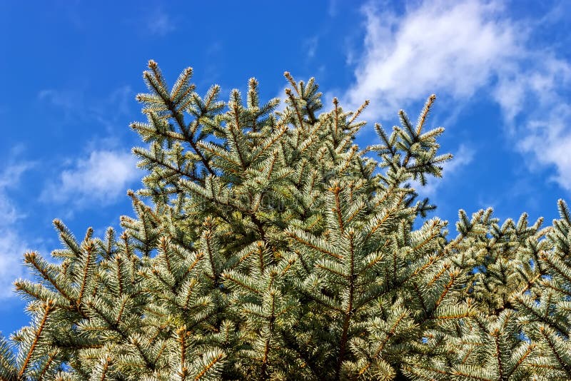 Blue Spruce Tree. stock photo. Image of landscaped, color 14096654