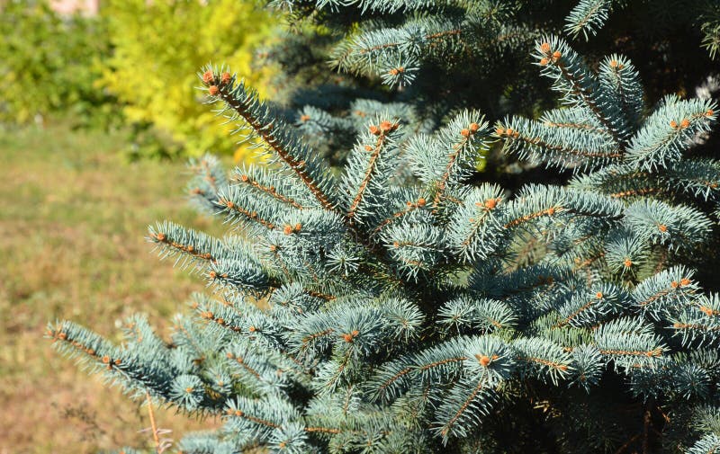 Blue Spruce Branches. Blue Spruce Tree Stock Photo Image of picea