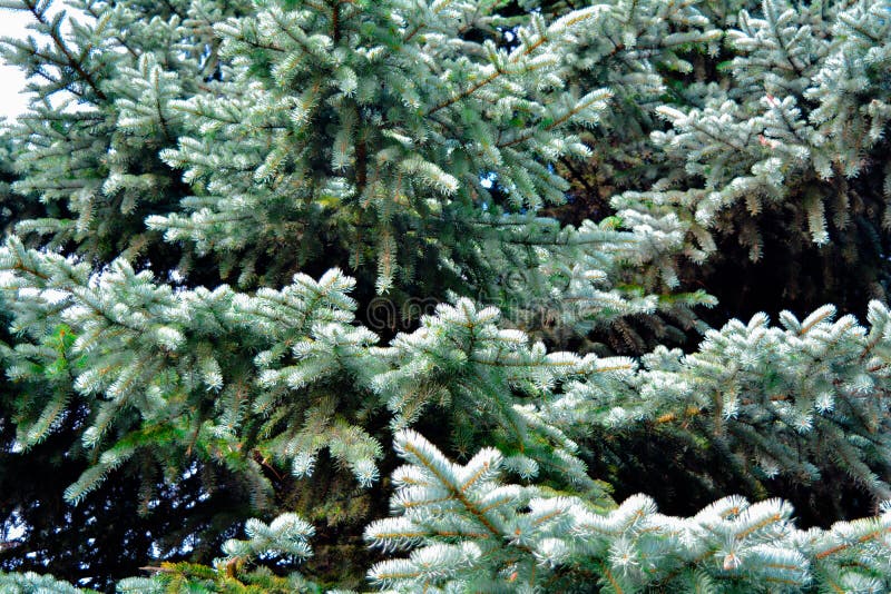 Blue Spruce Fir Tree Branches Stock Photo - Image of culture ...