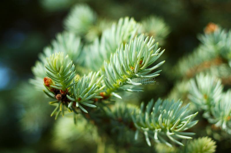 Blue spruce needles.