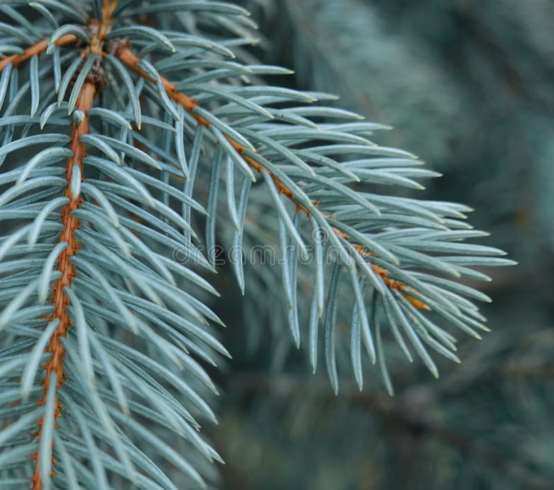 Blue Spruce Needles Branch Evergreen Decoration Copy Space Bacckground