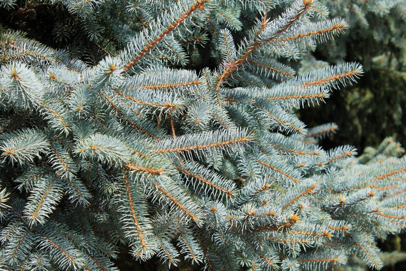 Blue Spruce Needles on a Branches Stock Photo Image of furtree, evergreen 96943756